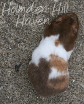 Chocolate Dream- Chocolate Tortoiseshell and White (Banded) Shorthaired